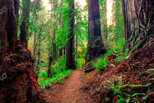 Preview: Path Through The Redwoods, Redwoods National & State Parks, California