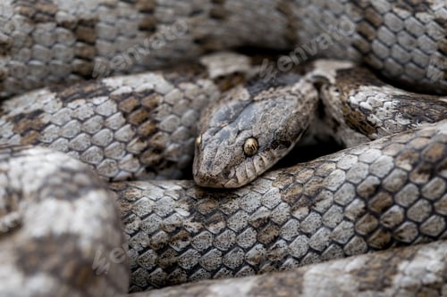 Preview: A detail shot of European Cat snake (Telescopus fallax) or Soosan Snake, on the island of Malta.