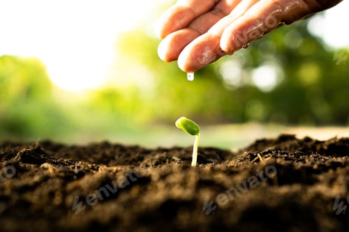 Preview: Hand nurturing and watering young baby plants growing in germination sequence on fertile soil at sun