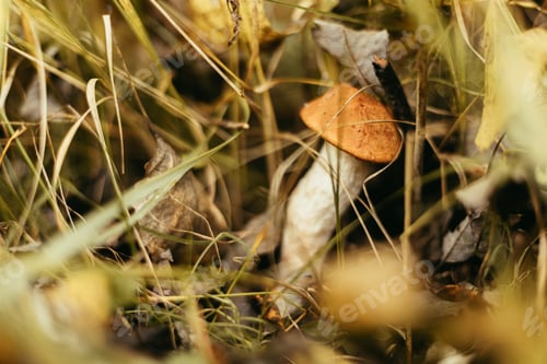 Preview: Beautiful edible mushroom with orange cap in autumn grass in sunny woodland. Leccinum aurantiacum