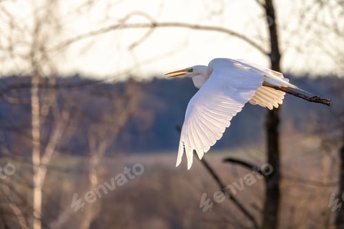 Preview: a large white bird flying near trees and a tree trunk