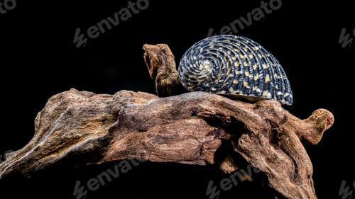 Preview: Neritodryas Cornea Shell on Driftwood