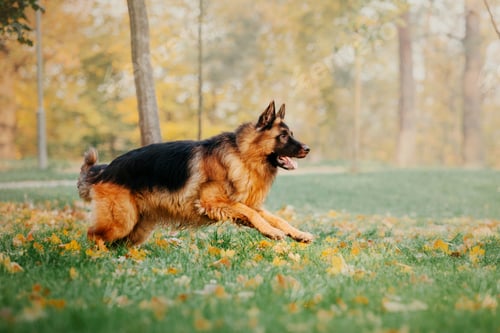 Preview: German Shepherd dog with leaves in autumn. Dog in nature. Autumn mood. Shepherd dog in falling leave
