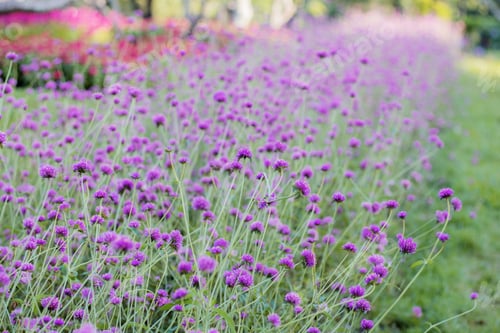 Preview: Purple flower in garden