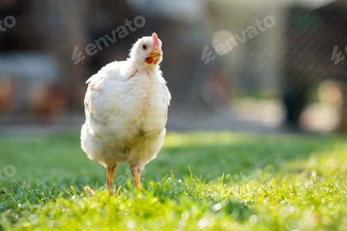 Preview: Hen feed on traditional rural barnyard.