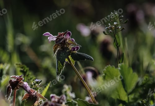 Preview: Chive herb flowers on beautiful bokeh background.