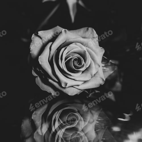 Preview: Grayscale closeup shot of a rose