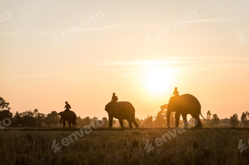 Preview: Elephant at sunrise in Thailand