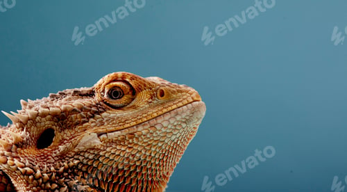 Preview: Portrait of head of Bearded Dragon (Pogona) against blue background