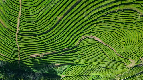 Preview: Aerial tea plantation rows growing in countryside. Beautiful agricultural farm.
