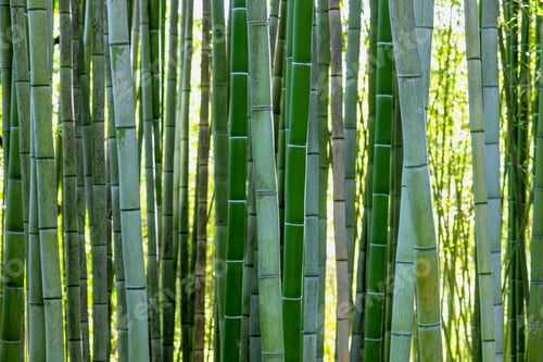 Preview: bamboo plant stems