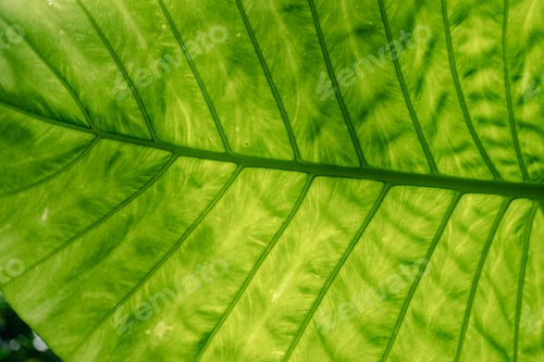 Preview: Close-up of Elephant ear leaf or Giant taro (Alocasia macrorrhizos), Natural background with sunligh