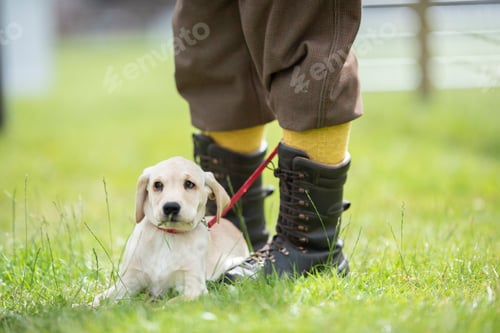Preview: Closeup of the white Labrador puppy lying on the grass next to the owner's boots.