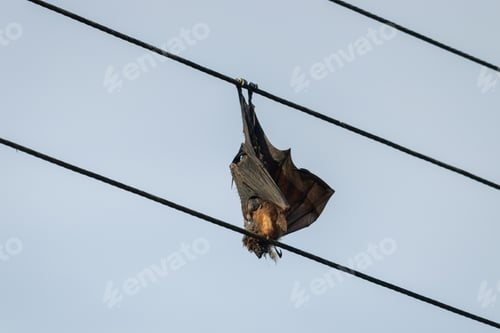 Preview: Bat electrocuted dead hanging in electric wires