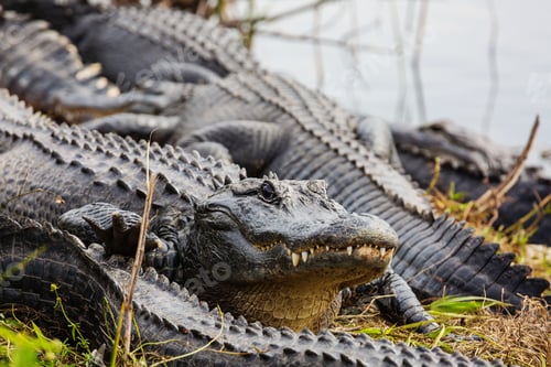 Preview: Alligator