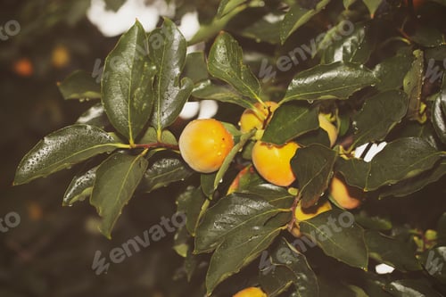 Preview: Persimmon Fruit Grows On A Tree In Autumn
