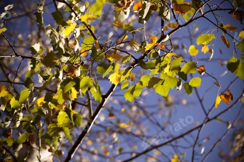 Preview: Foliage Against The Sky Background Image