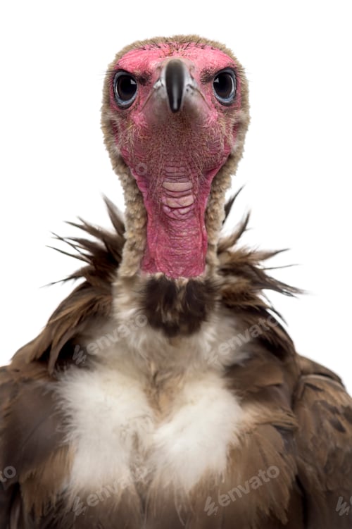 Preview: Close-up of a Hooded vulture - Necrosyrtes monachus (11 years old) in front of a white background