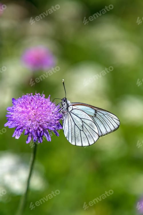 Preview: Cute butterfly