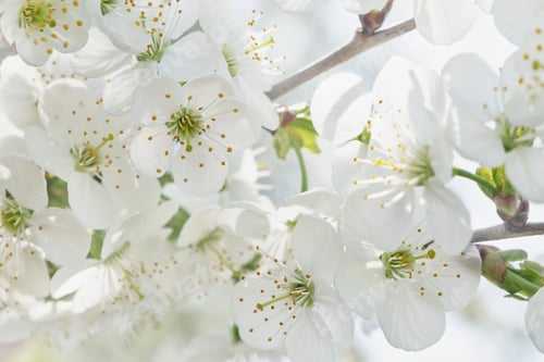 Preview: Close-up of white cherry blossoms. Close up copy space background. Beauty of nature.