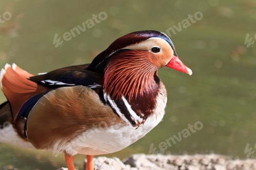 Preview: Mandarin Duck Drake