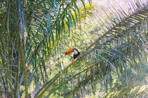 Preview: Tucan