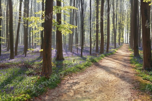 Preview: hiking path in spring flowering forest