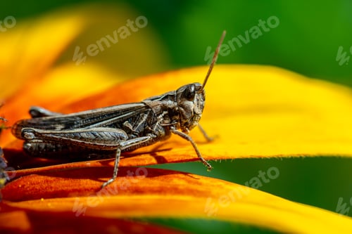 Preview: grasshopper resting on rudbeckia flower in garden