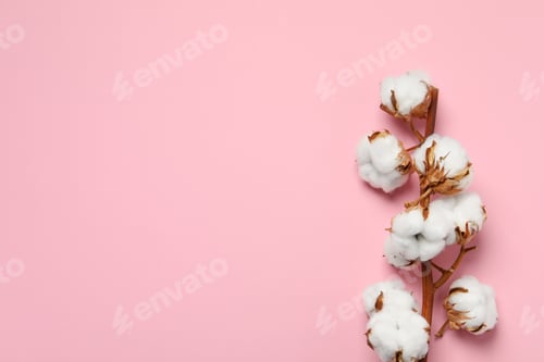 Preview: Dried cotton branch with fluffy flowers on pink background, top view. Space for text