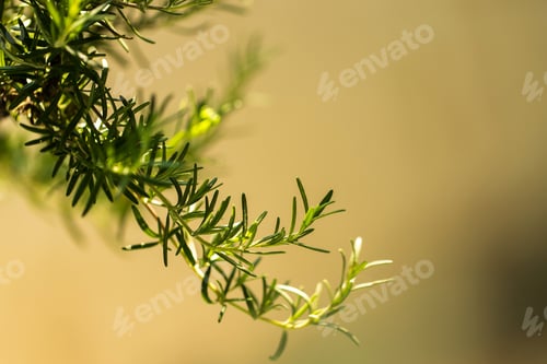 Preview: Fresh Rosemary Herb grow outdoor. Rosemary leaves Close-up.