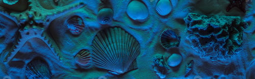 Preview: panoramic shot of seashells, starfish, sea stones and coral on sand with blue light