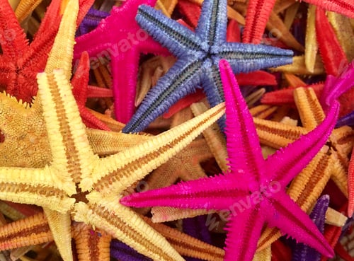 Preview: Brightly colored dried starfish