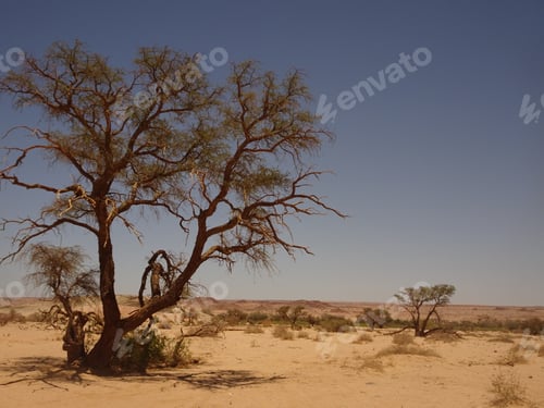 Preview: Trees in desert