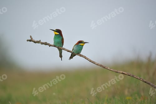 Preview: European Bee-Eater - Merops Apiaster on a branch , exotic colorful migratory bird