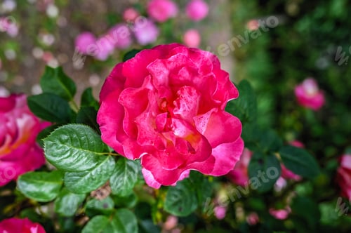 Preview: Red Floribunda rose flower on green leaves background