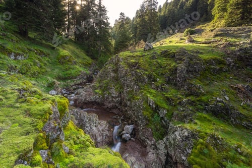 Preview: Sping In The Forest