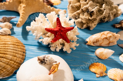 Preview: red starfish, coral and seashells on wooden blue background
