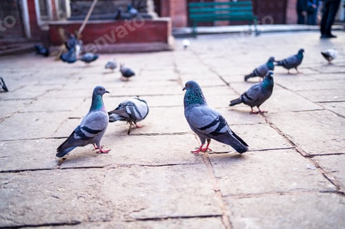 Preview: Pigeons are playing around the Swayambhunath Stupa
