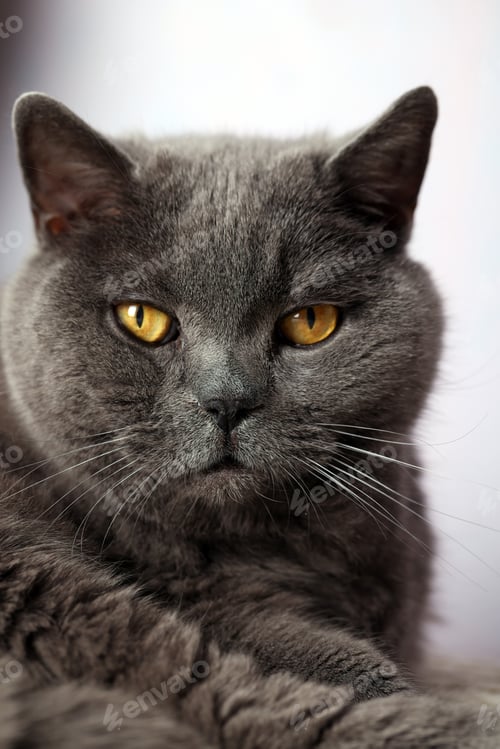 Preview: portrait british shorthair cat with orange eyes, pet