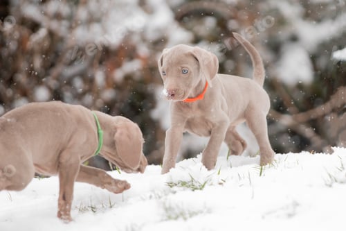 Preview: Closeup of adorable weimaraner puppiesoutdoors in snowy weather