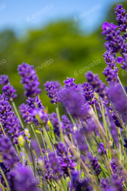 Preview: Lavender field