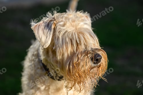 Preview: Closeup of a Soft Coated Wheaten Terrier looking aside