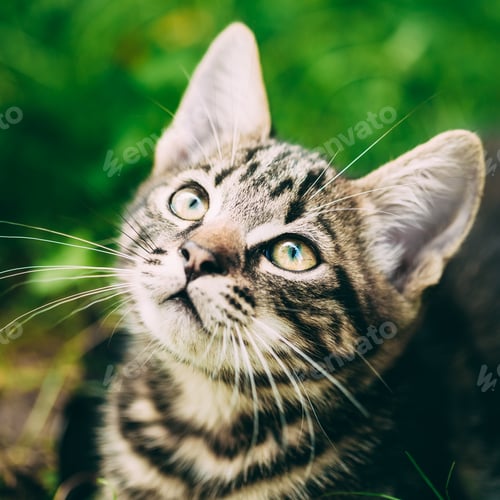Preview: Playful Cute Tabby Gray Cat Kitten Pussycat Sitting In Grass Out