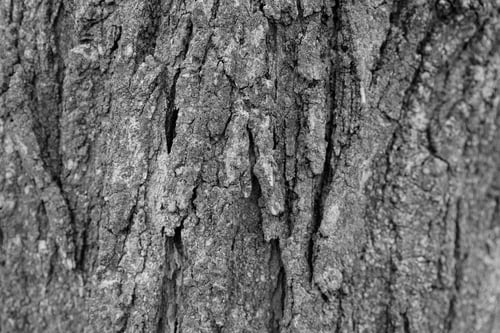 Preview: Grey Tree Bark - High Resolution Background Texture