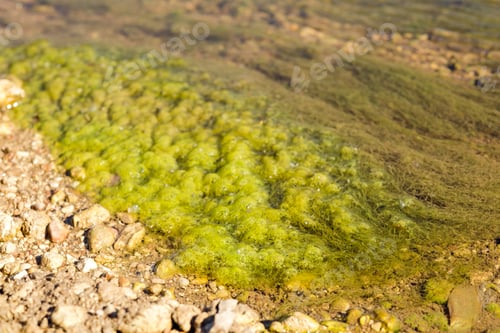 Preview: green mud and stones on the river bank.