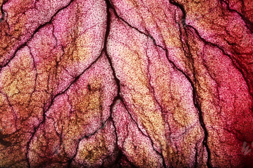 Preview: Dry Leaf Texture Abstract Background