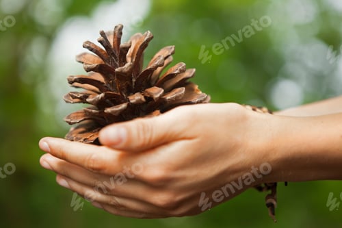 Preview: A woman holding a pine cone in her hands.
