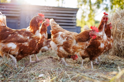 Preview: chicken close up on background of chicken eco farm, free range chicken farm