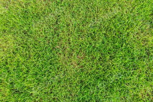 Preview: Beautiful green grass texture background