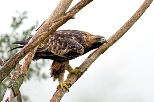 Preview: Golden eagle (Aquila chrysaetos)